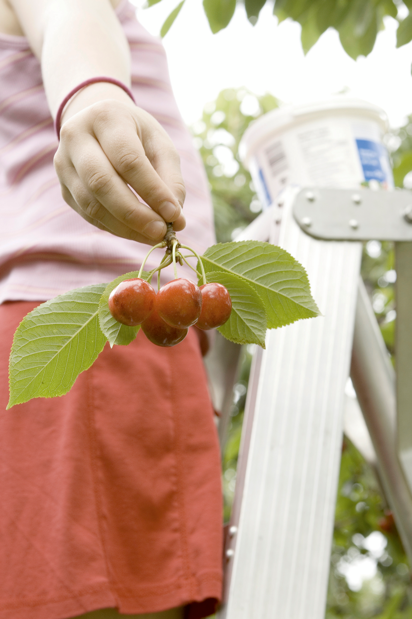 Nikkaritikas 3 m kotelolla