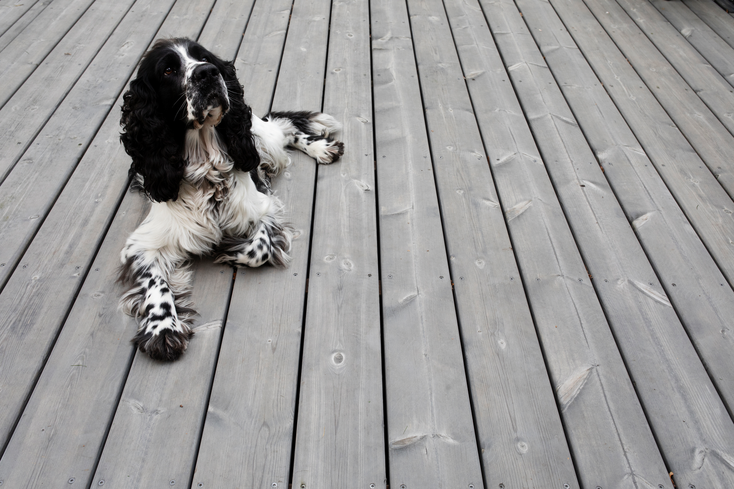 Terassilauta Cello kestopuu harmaa sileä 28x145x5100 NTR/AB