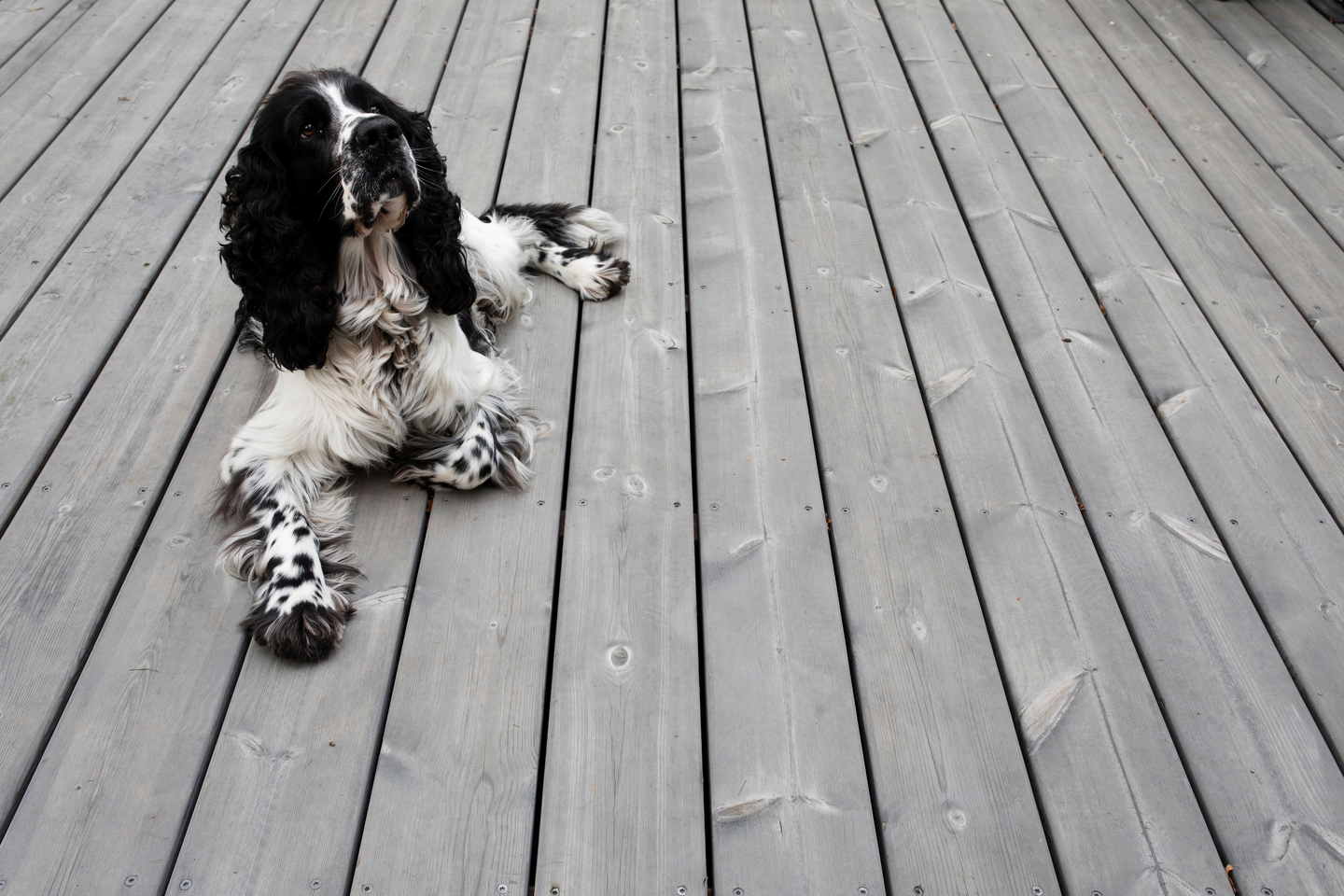 Terassilauta Cello kestopuu harmaa sileä 28x145x5400 NTR/AB