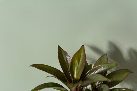 Sisustuslevy Fibo 5206-M6040 EM Olivegreen