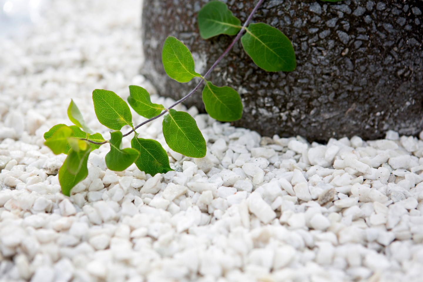 Koristekivi Kekkilä valkoinen gabro 25kg