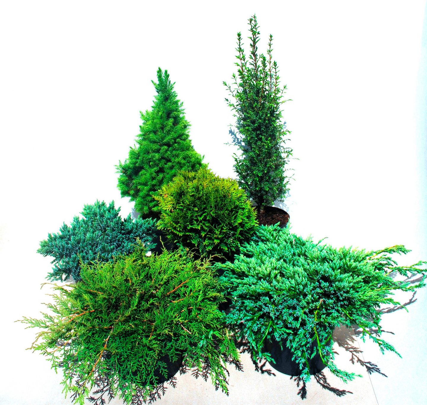 Pallotuija Thuja occidentalis Danica 30-35cm 5l astia