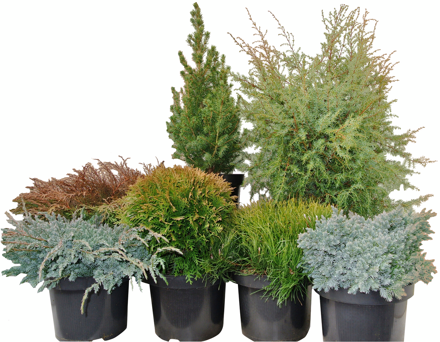 Pallotuija Thuja occidentalis Danica 30-35cm 5l astia