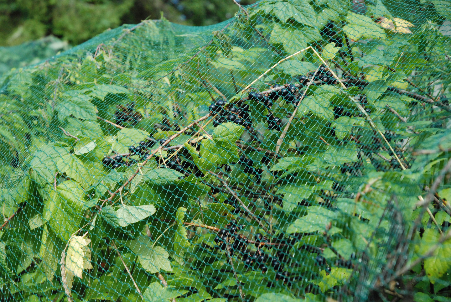 Rastasverkko Tarha 40m² 4x10m