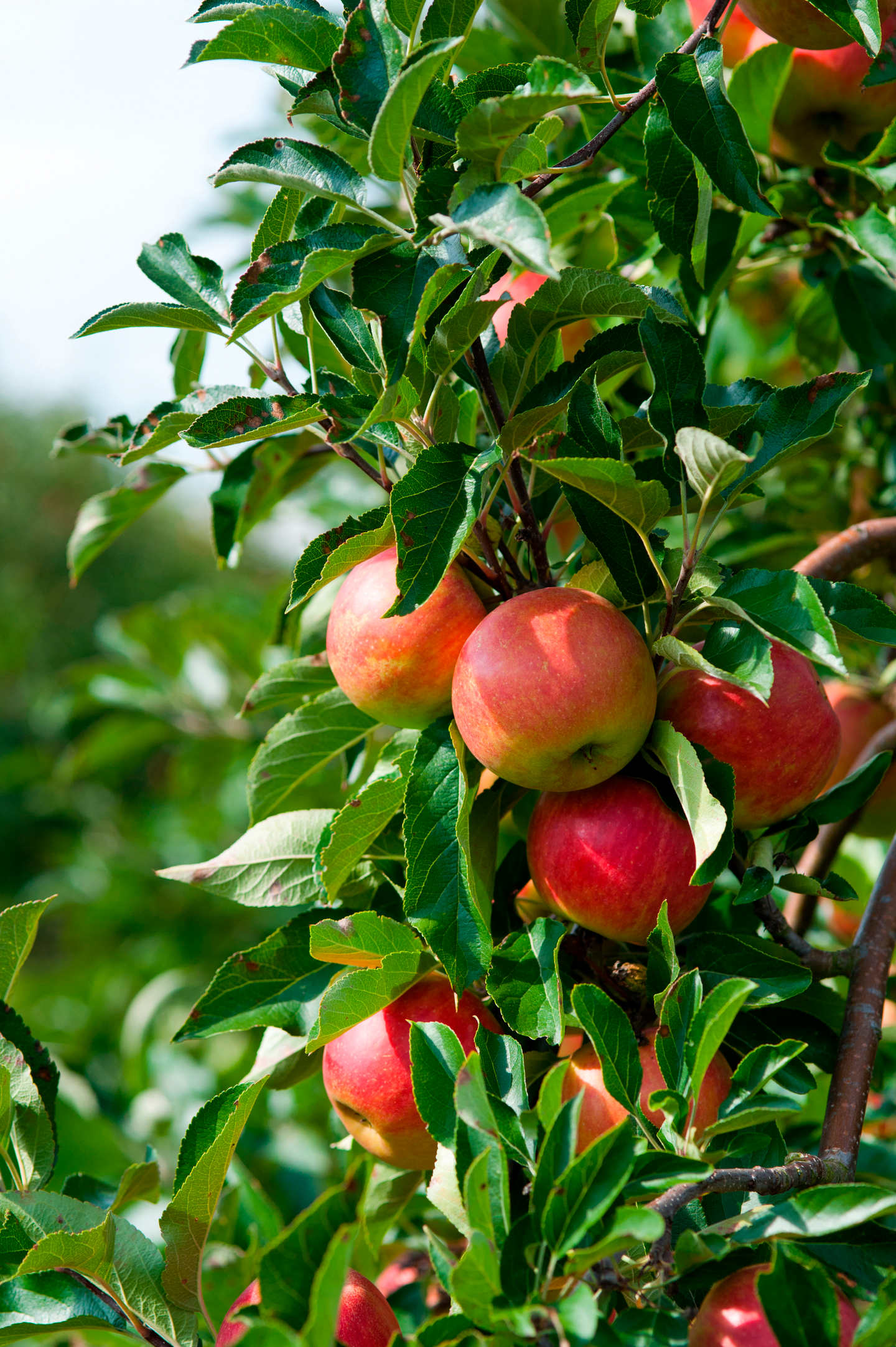 Omenapuu Malus Domestica pirja kesä