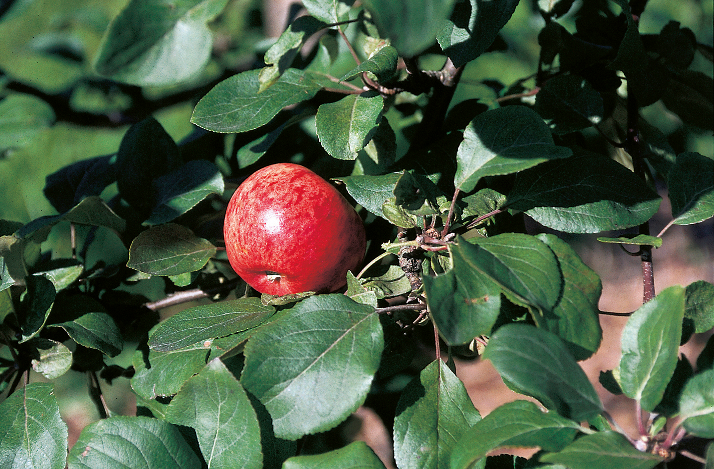 Omenapuu Malus Domestica pirja kesä
