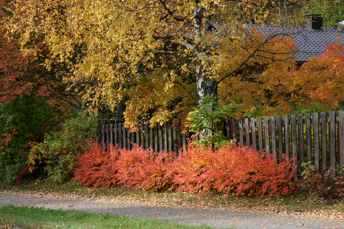 Kiiltotuhkapensas Cotoneaster lucidus 3l astia