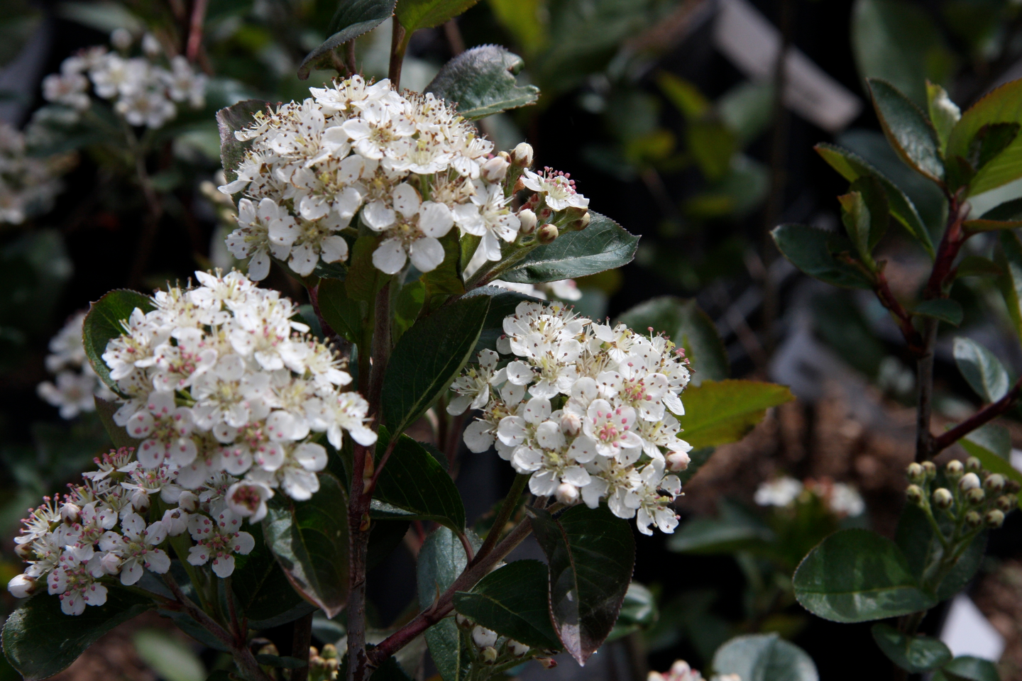 Koristearonia Aronia x prunifolia 3l astia