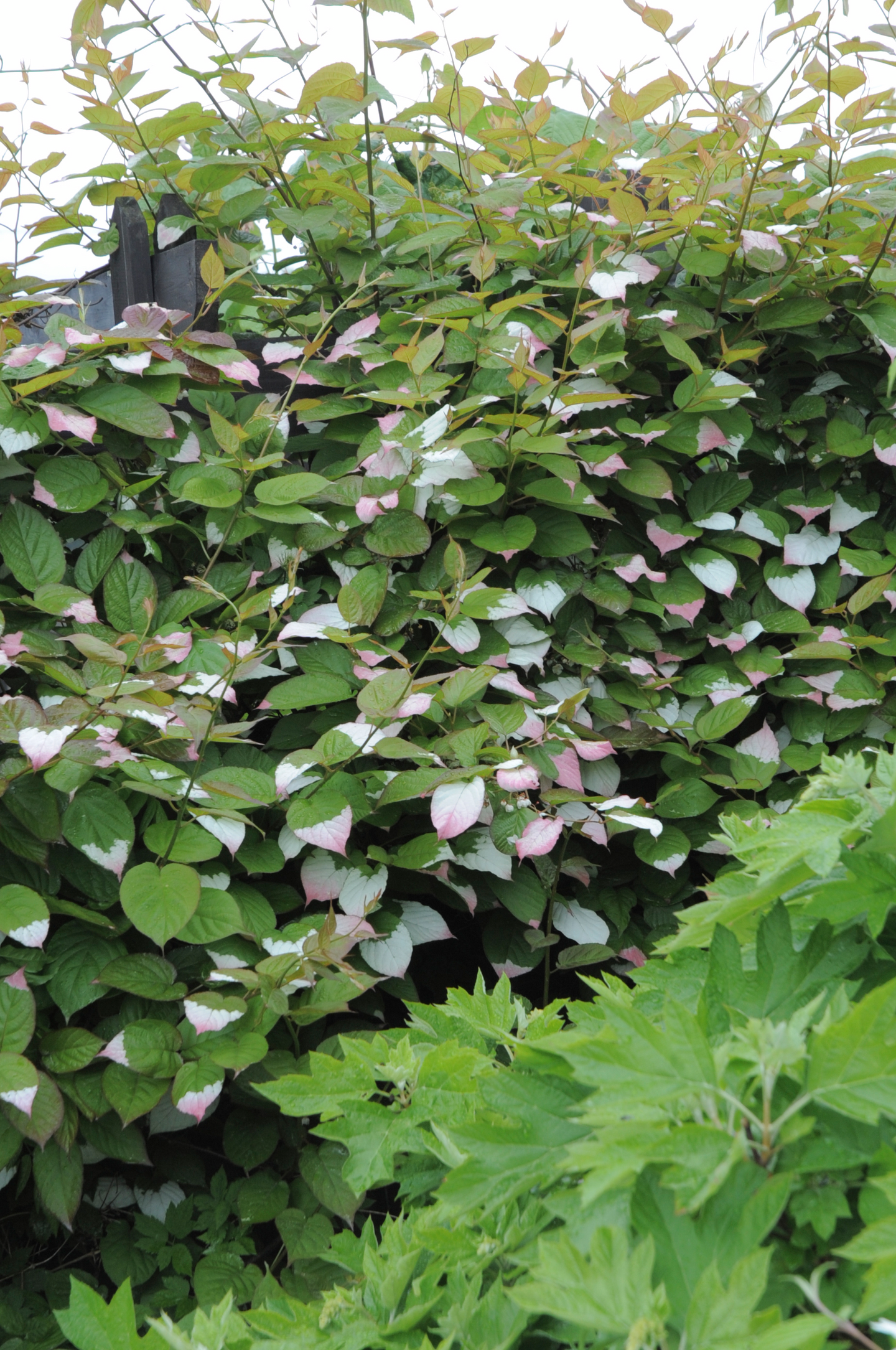 Kiinanlaikkuköynnös hedekasvi Actinidia kolomikta adam 2l astia