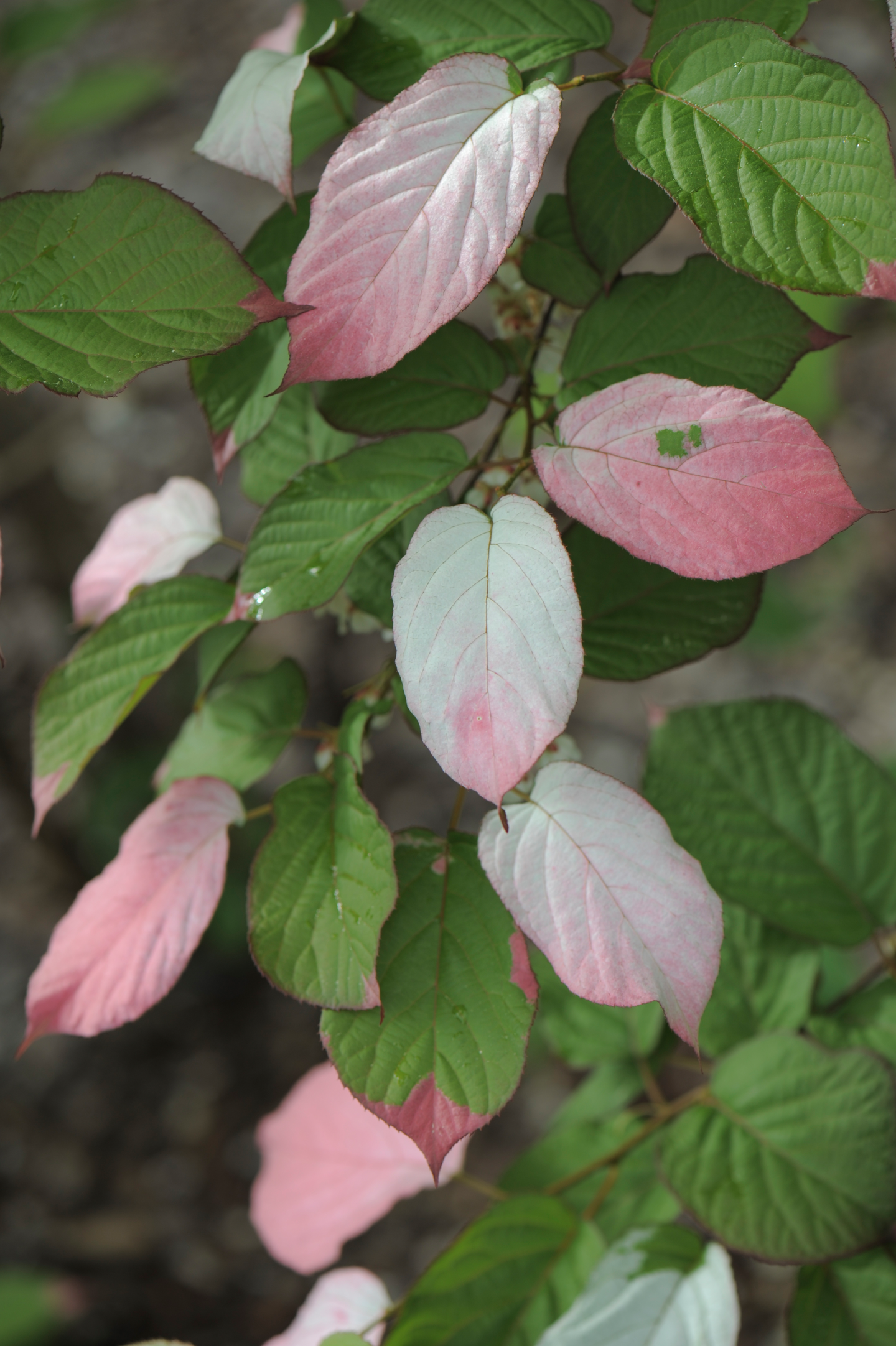Kiinanlaikkuköynnös hedekasvi Actinidia kolomikta adam 2l astia