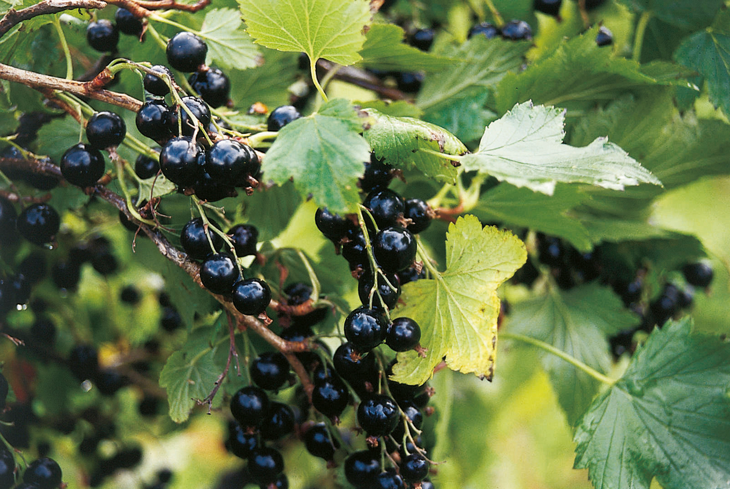 Mustaherukka Ribes nigrum Öjebyn 3l astia
