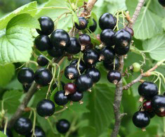 Mustaherukka Ribes nigrum Öjebyn 3l astia