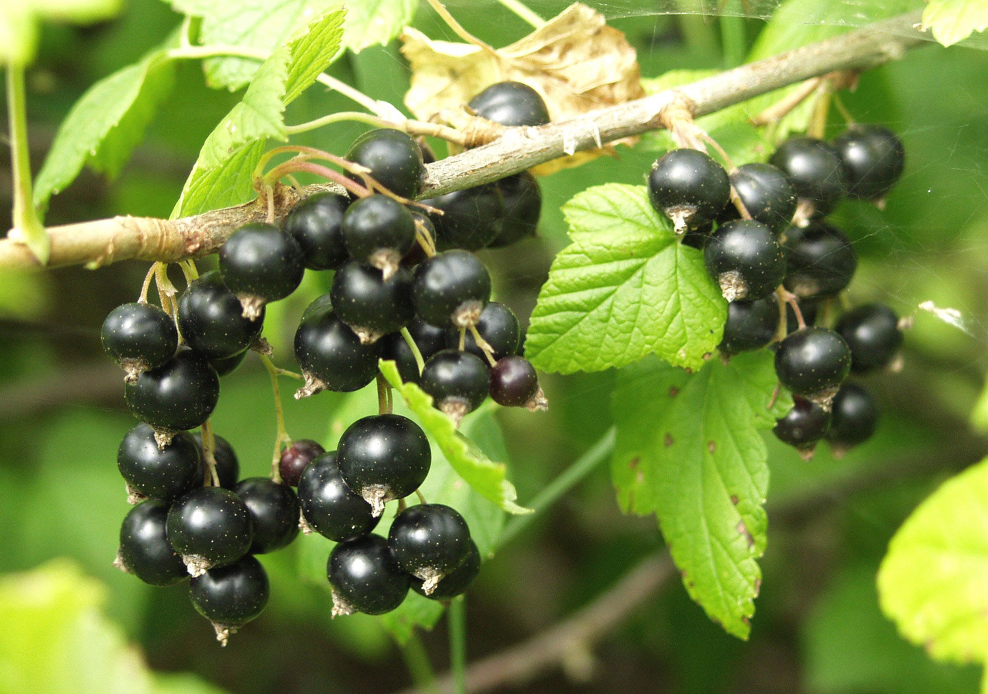 Mustaherukka Ribes nigrum Öjebyn 3l astia