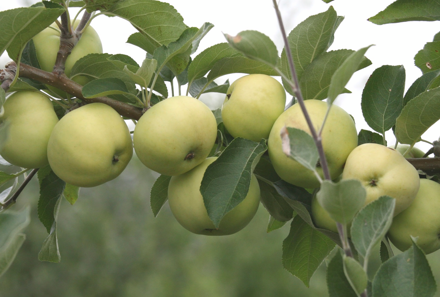 Omenapuu Malus domestica valkeakuulas