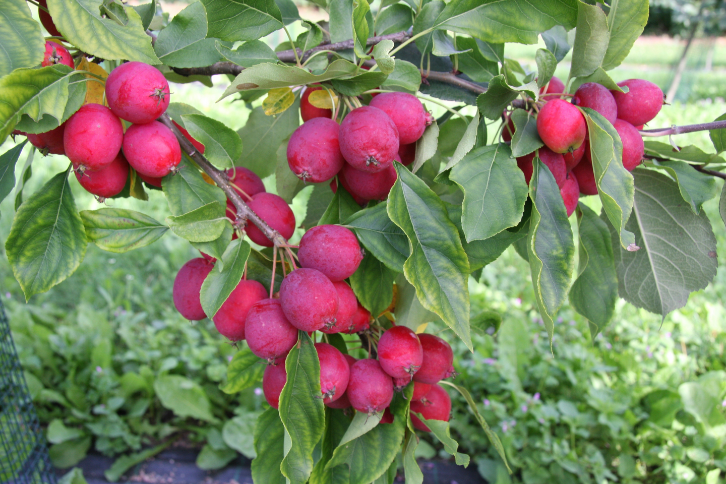 Koristeomenapuu valkoinen 150–200 Malus Dolgo 7,5l astia