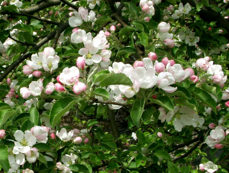 Koristeomenapuu valkoinen 150–200 Malus Dolgo 7,5l astia