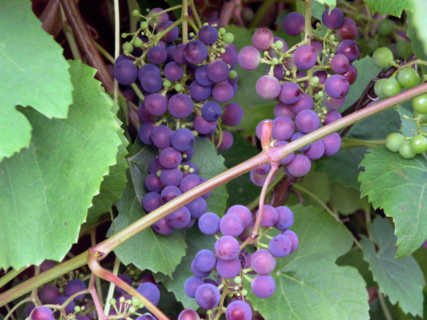 Viiniköynnös Vitis zilga tarhaojukkaviini 3l astia