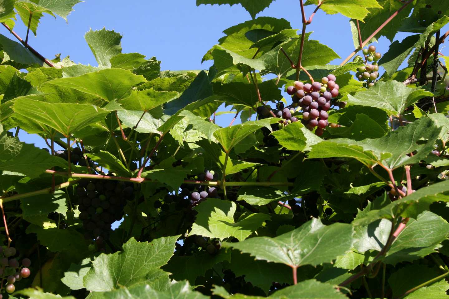 Viiniköynnös Vitis zilga tarhaojukkaviini 3l astia