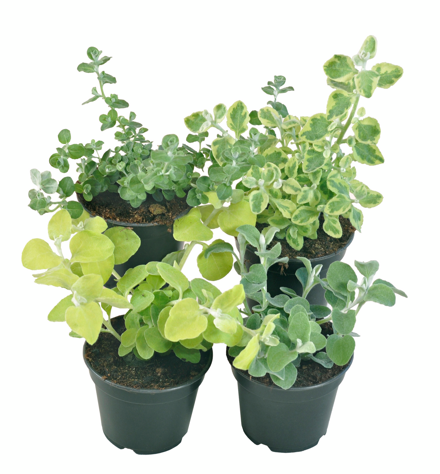 Kesävihreämix 10cm ruukku