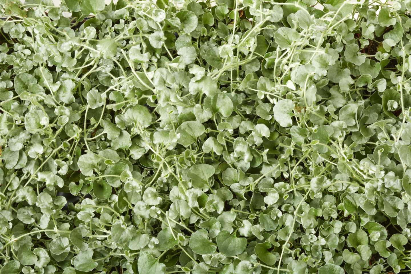 Kesävihreämix 10cm ruukku