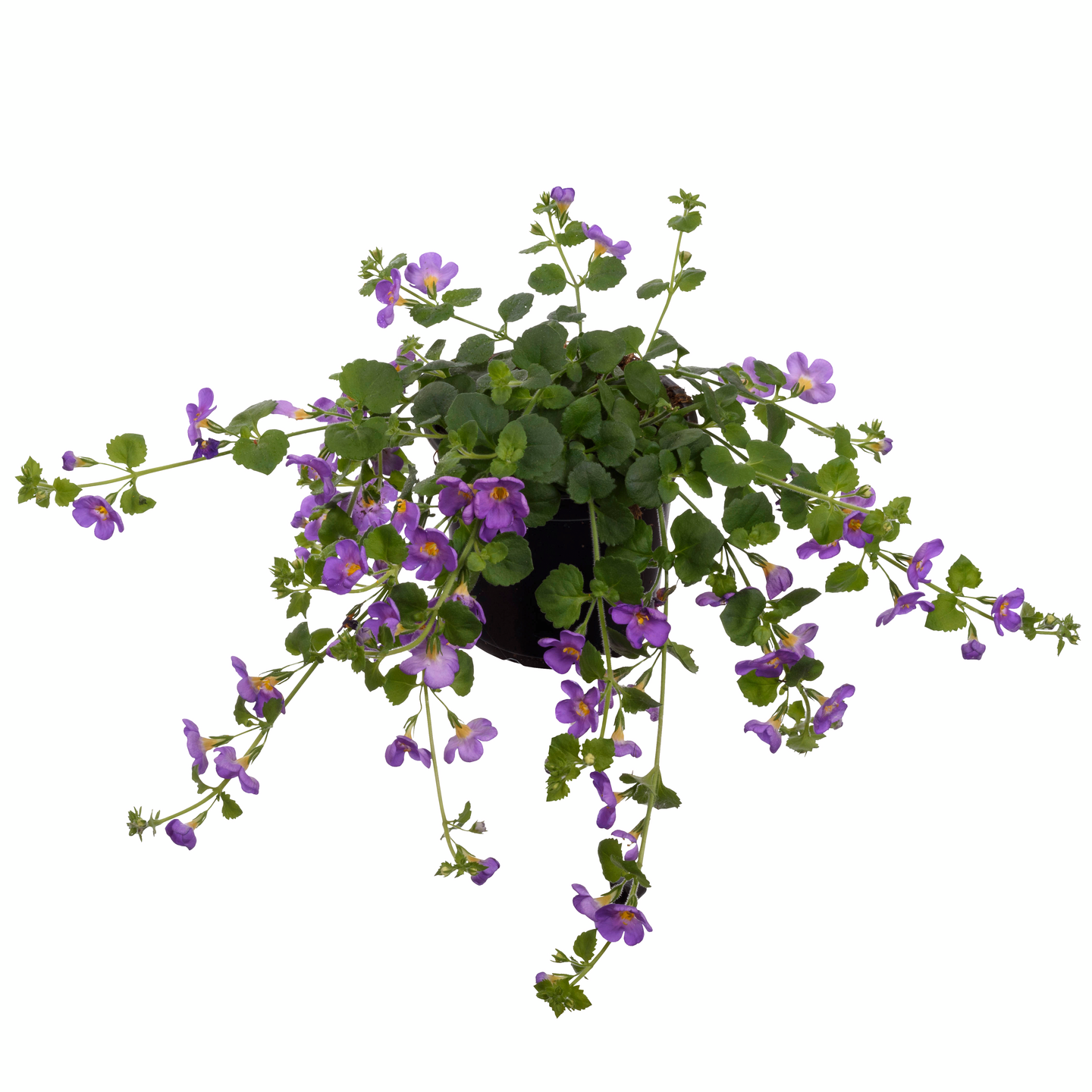 Lumihiutale 11cm ruukku