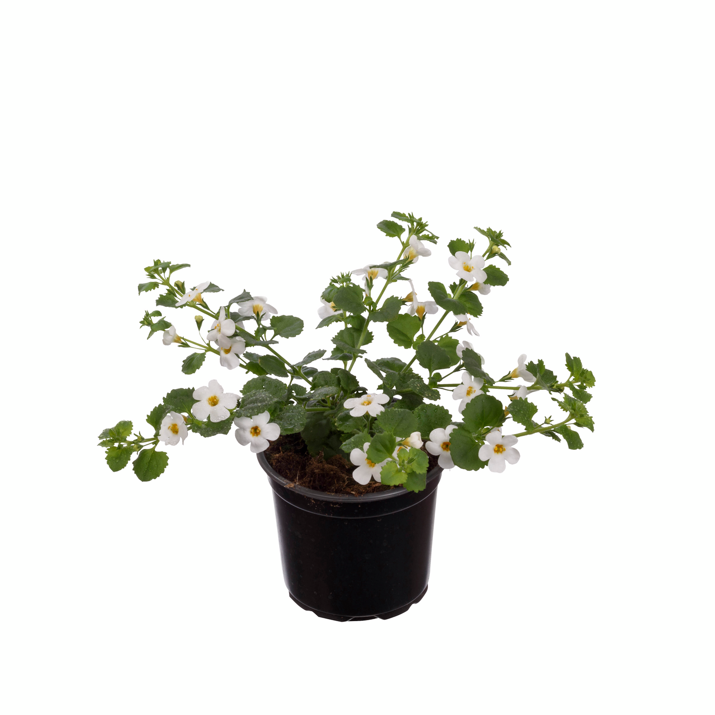 Lumihiutale 11cm ruukku