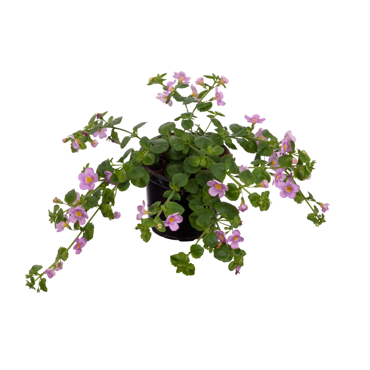 Lumihiutale 11cm ruukku