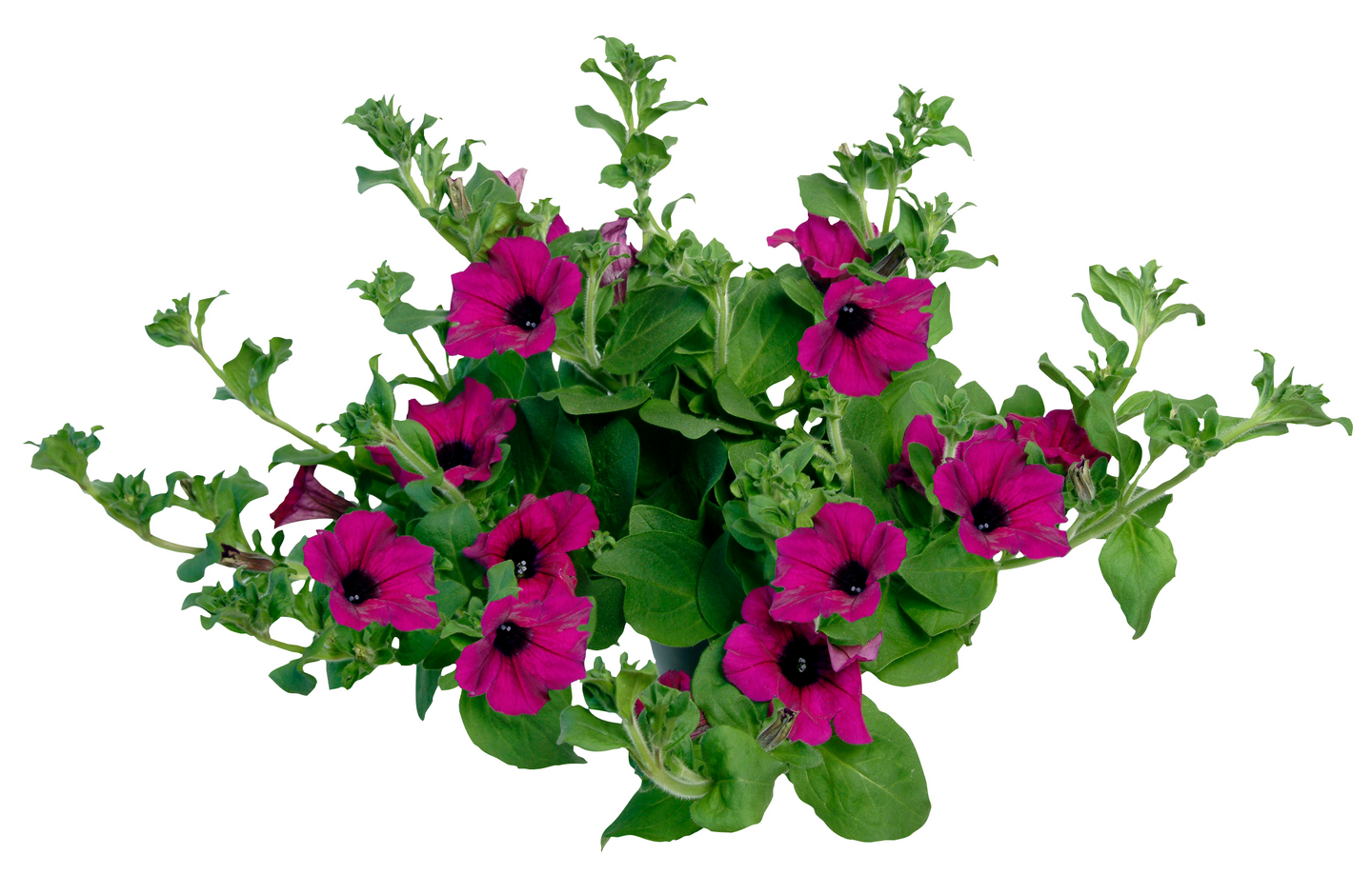 Surfinia 11cm ruukku