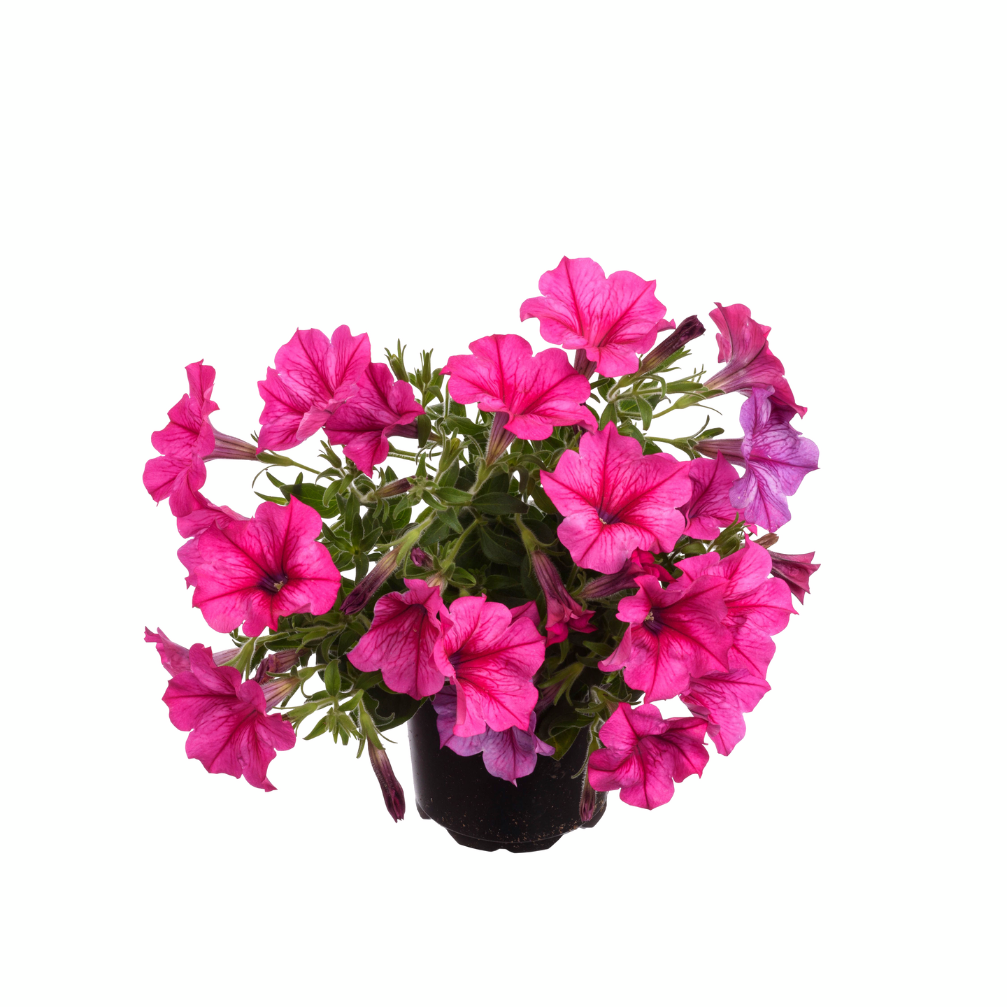 Surfinia 11cm ruukku