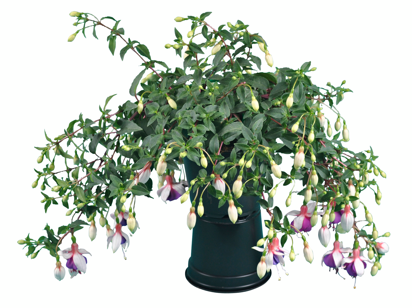 Riippaverenpisara 12cm ruukku