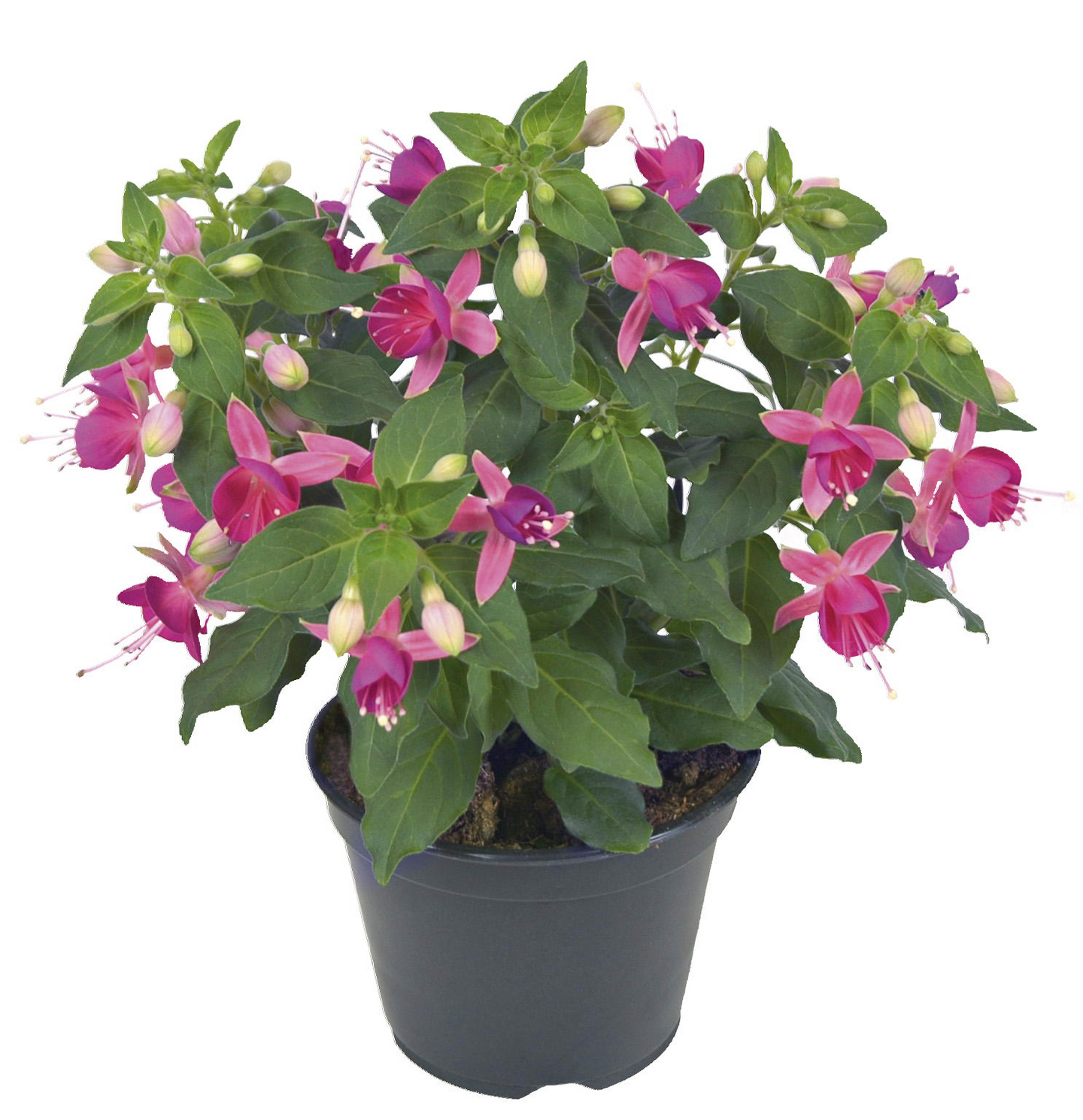 Verenpisara fuchsia 12cm ruukku