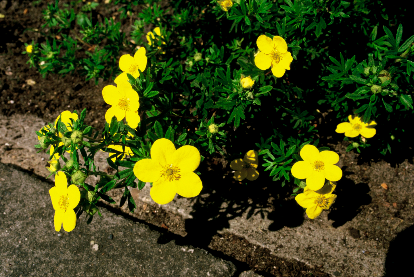 Pensashanhikki Dasiphora fr. Goldfinger 3l astia