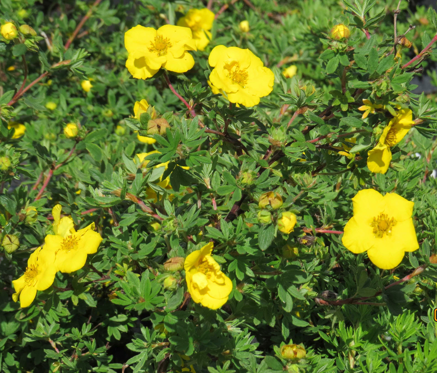 Pensashanhikki Dasiphora fr. Goldfinger 3l astia