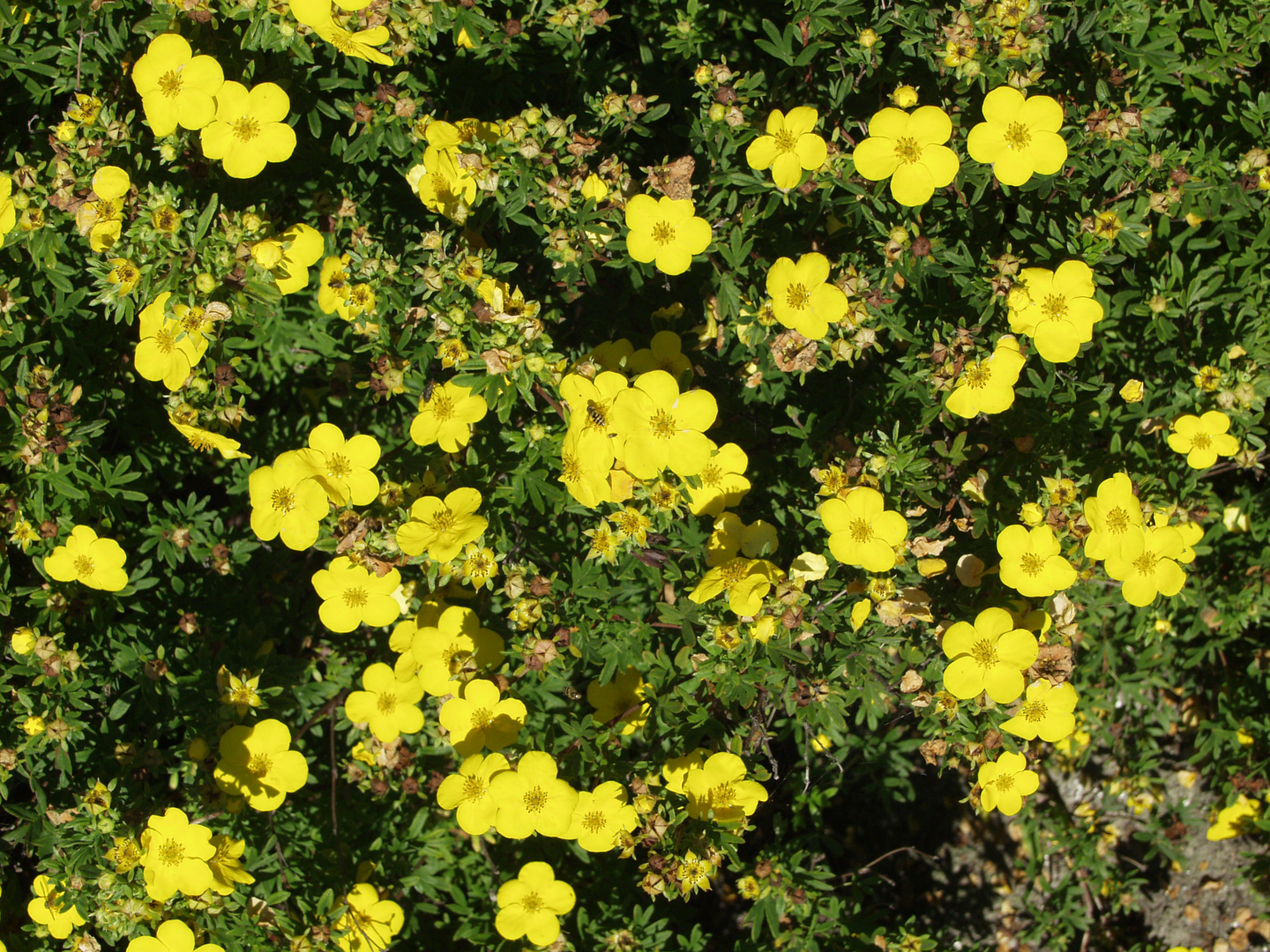 Pensashanhikki Dasiphora fr. Goldfinger 3l astia