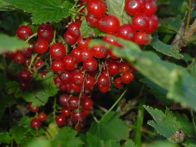 Punaherukka Ribes rubrum Punainen hollantilainen 3l astia