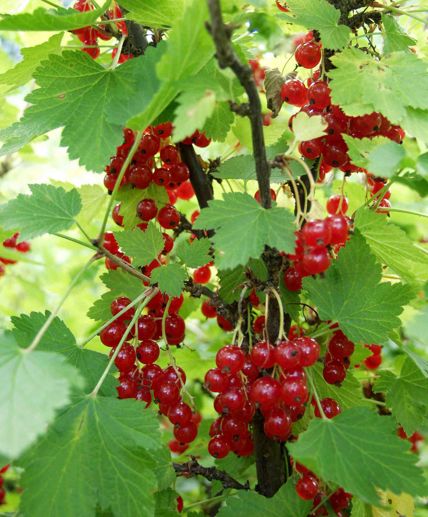 Punaherukka Ribes rubrum Punainen hollantilainen 3l astia
