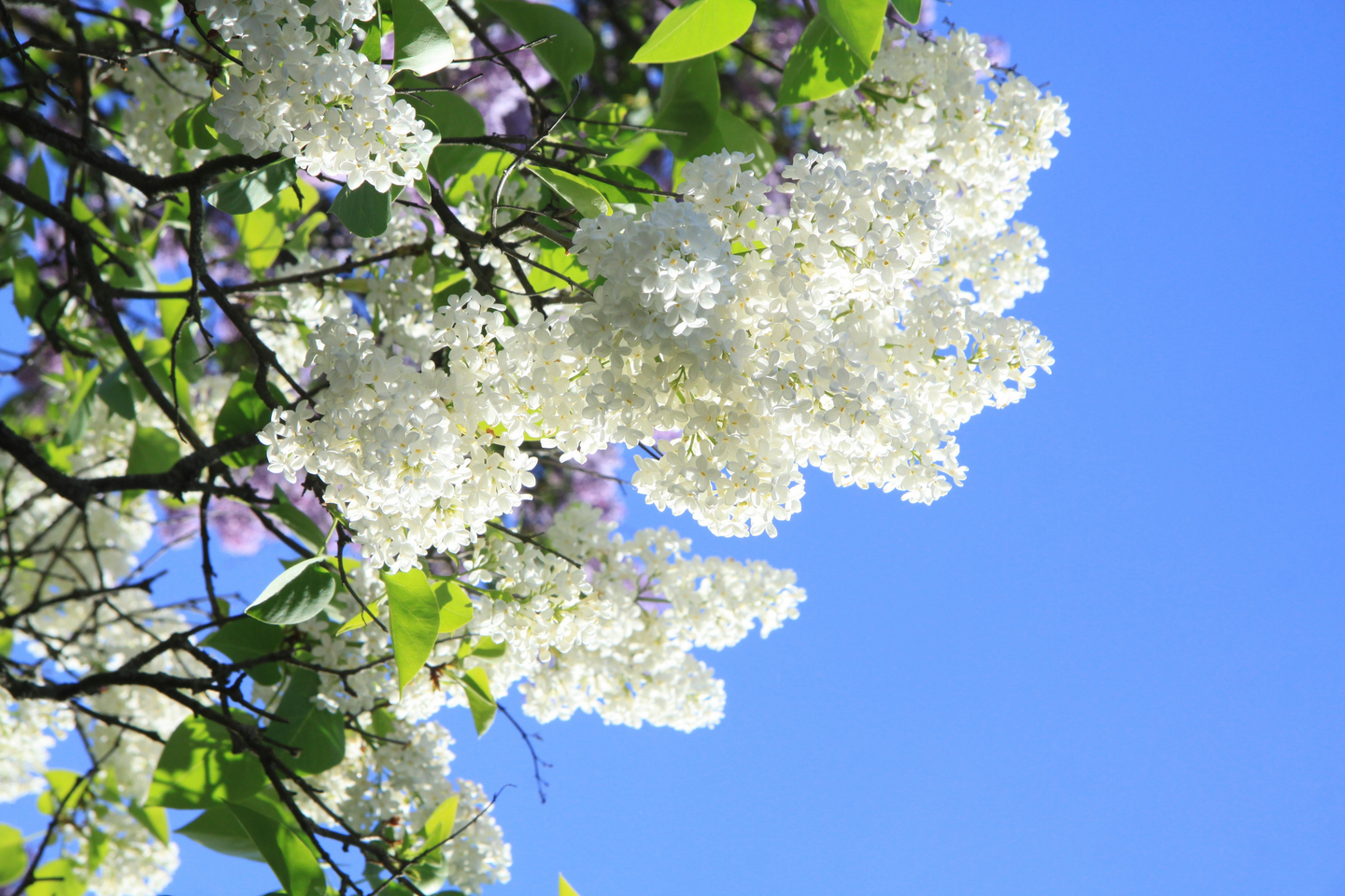 Pihasyreeni valkoinen Syringa vulgaris Alba 3l astia