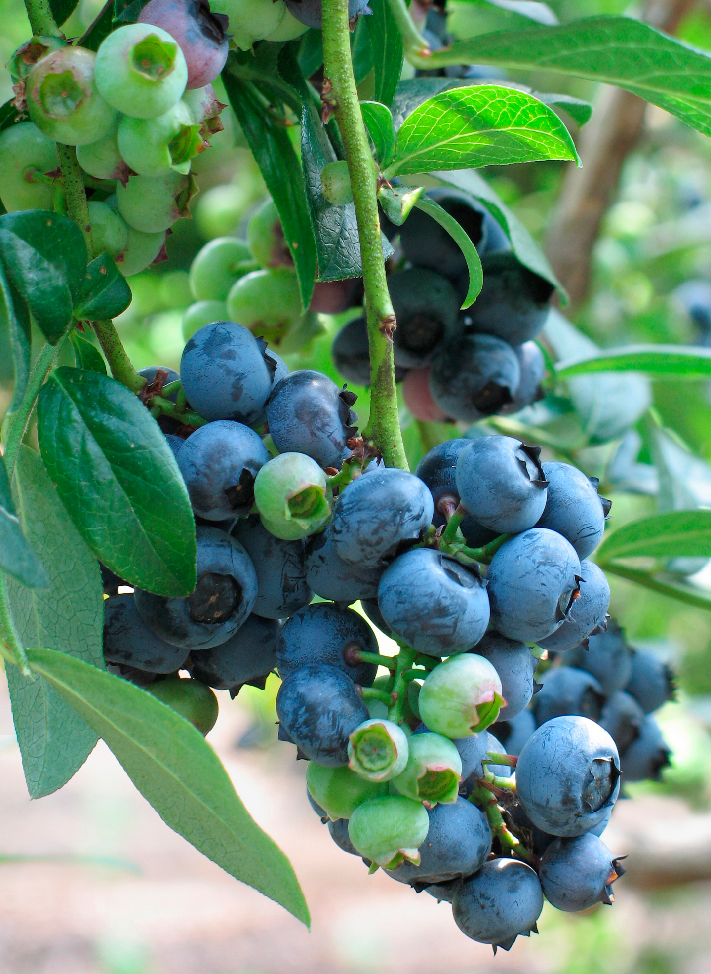 Pensasmustikka vaccinium corymbosum north Blue - K-Rauta