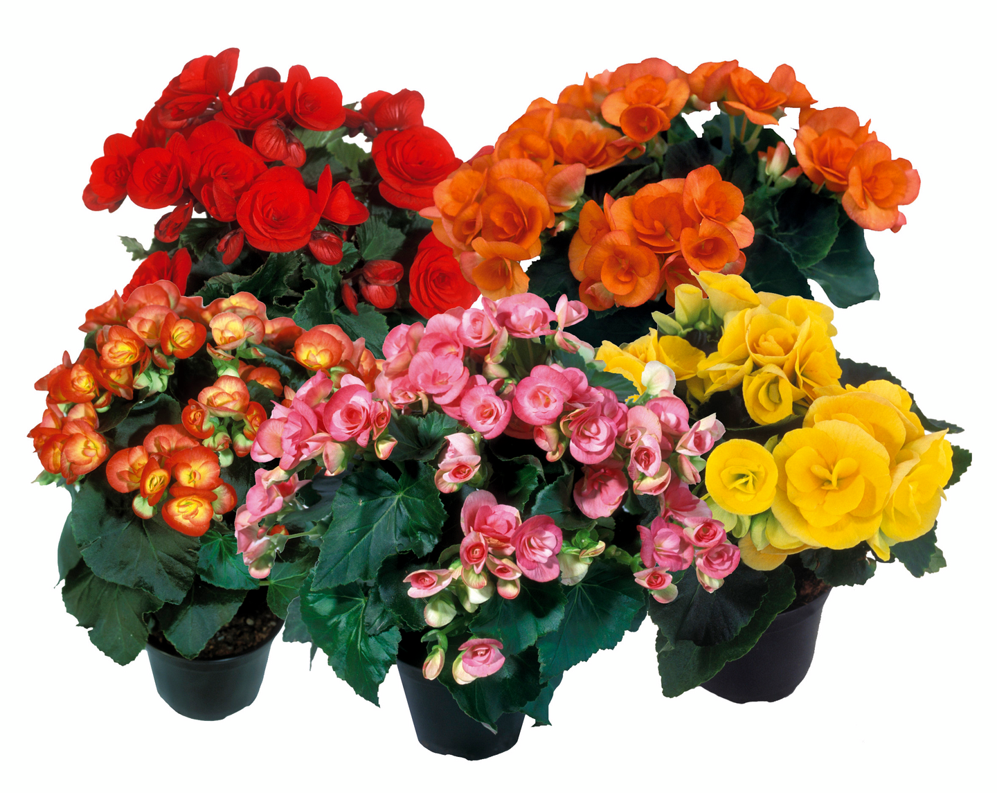 Ruusubegonia värimix 12cm ruukku