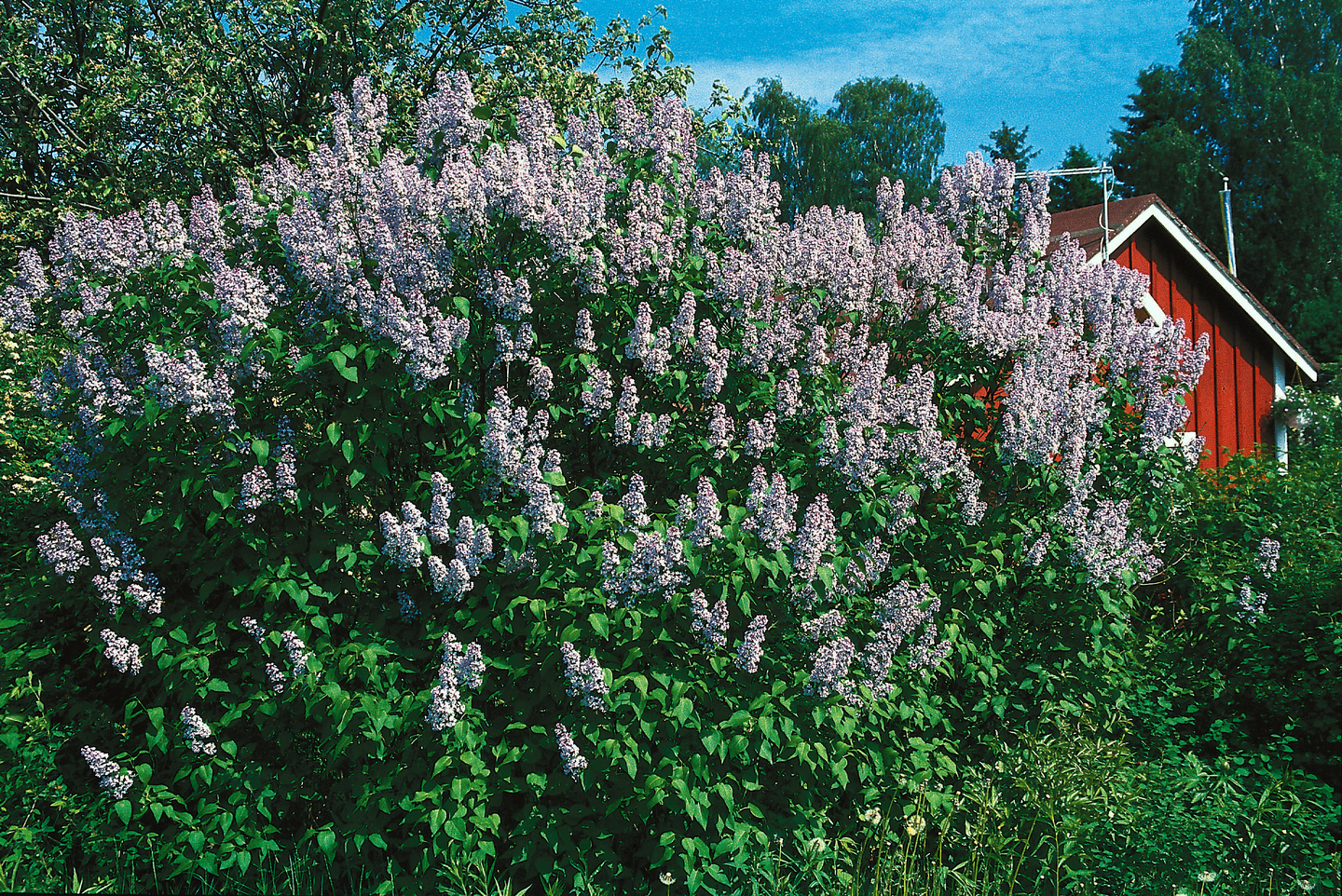 Pihasyreeni sininen Syringa vulgaris 3l astia
