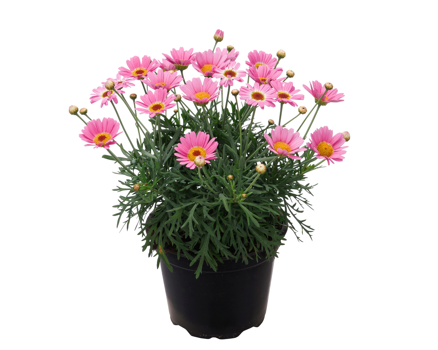 Marketta vaaleanpunainen 12cm ruukku