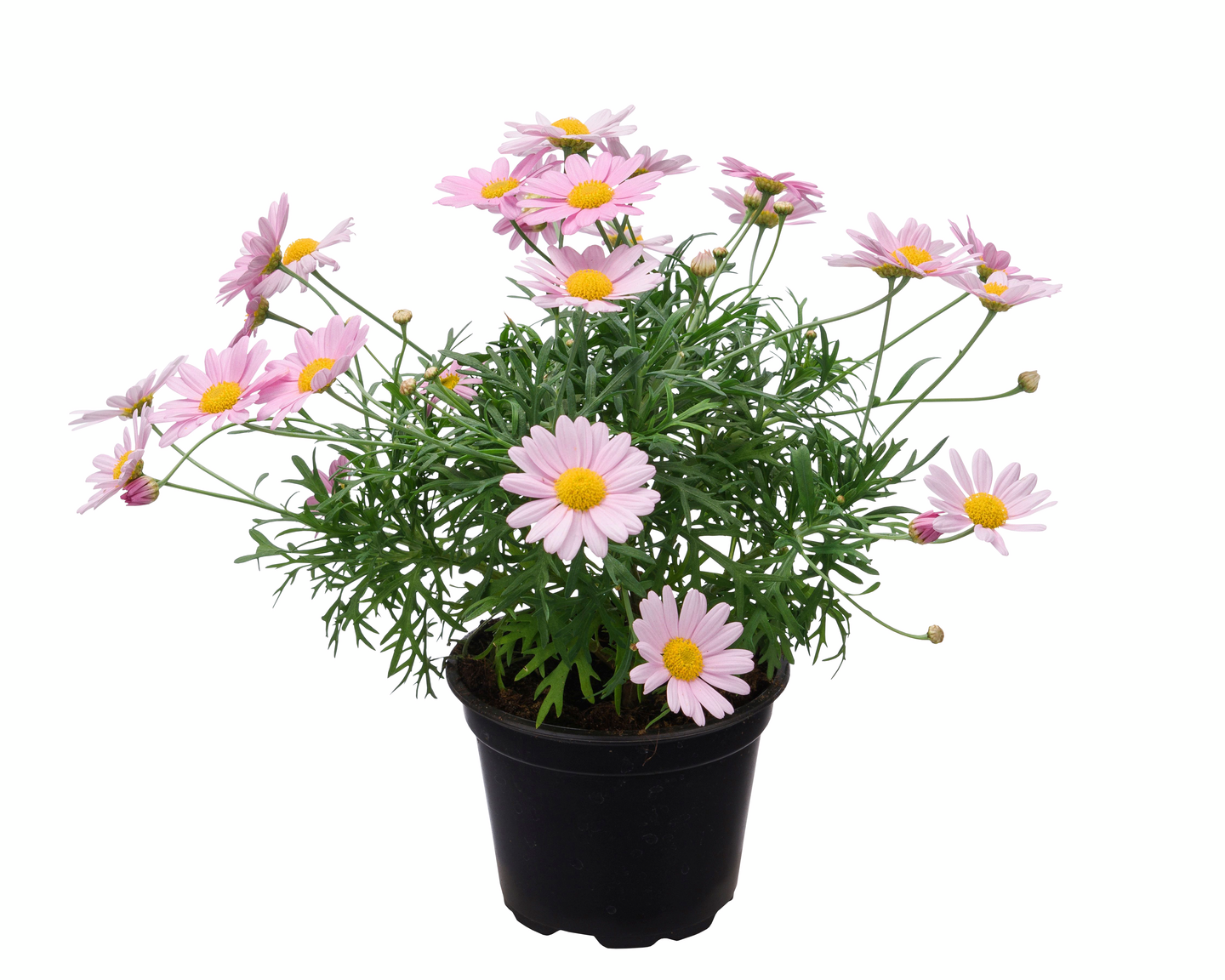 Marketta vaaleanpunainen 12cm ruukku