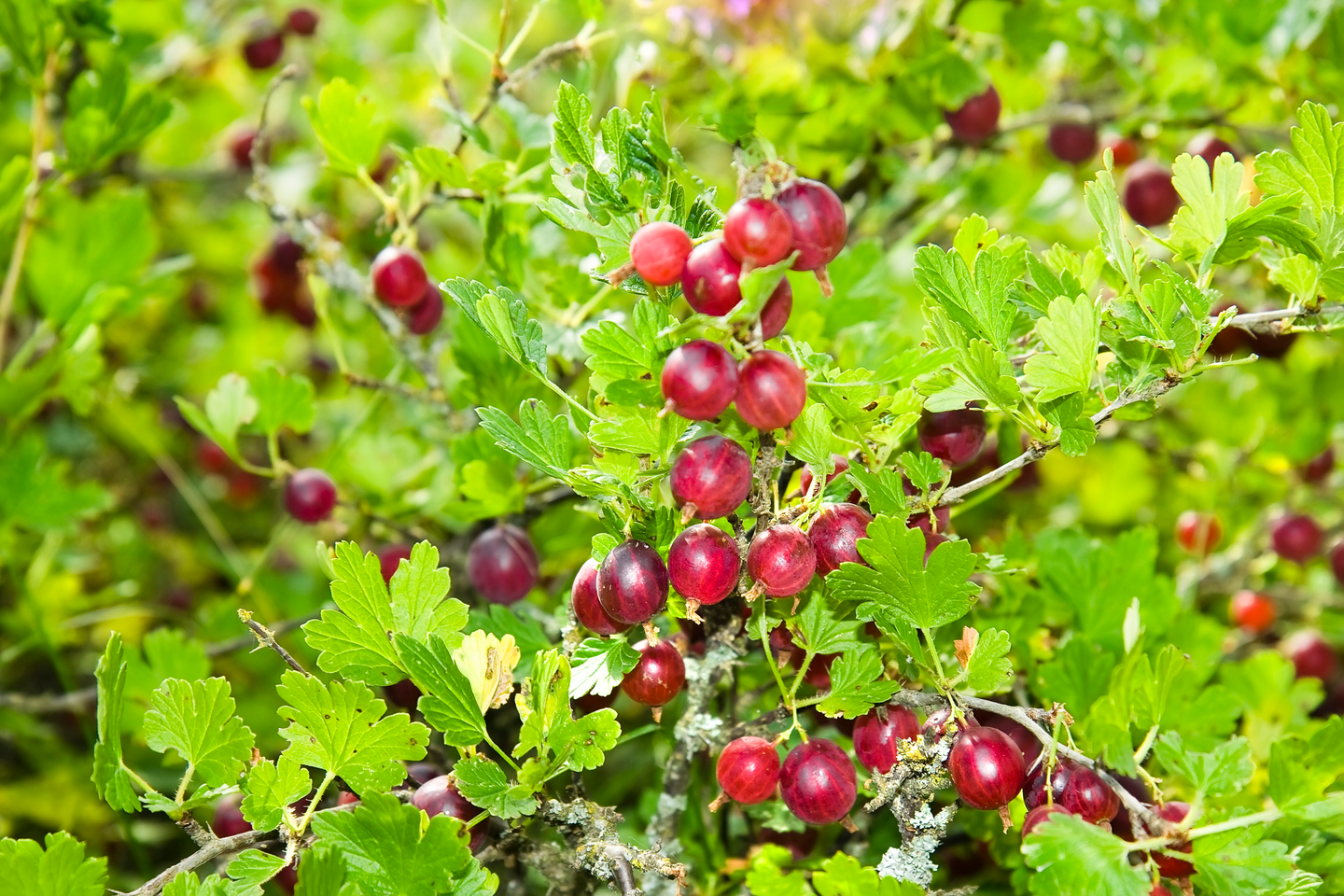 Karviainen Ribes uva-crispa Lepaan punainen 3l astia