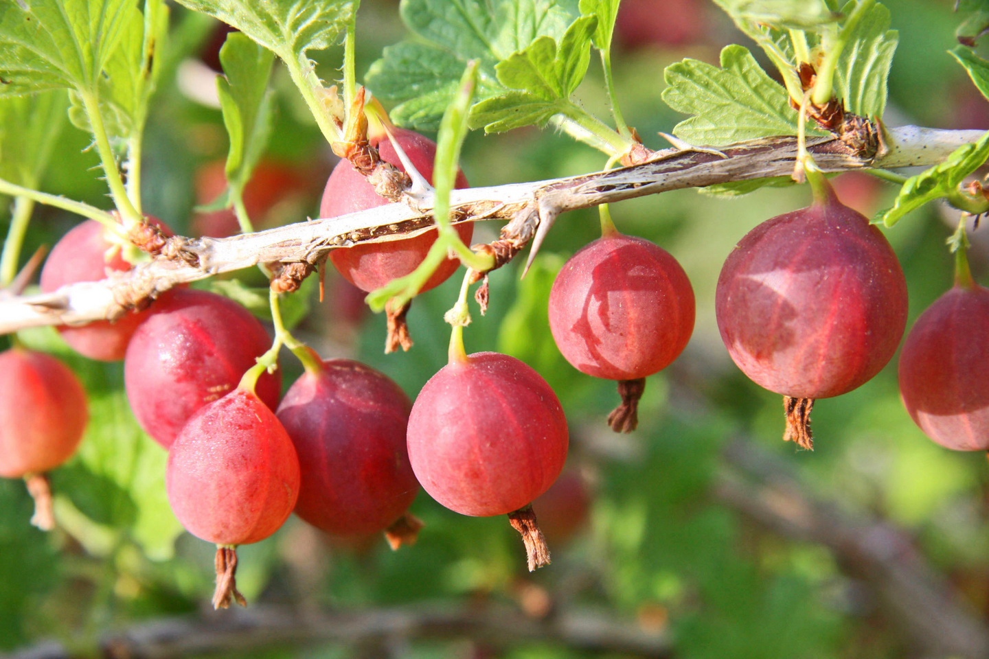 Karviainen Ribes uva-crispa Lepaan punainen 3l astia
