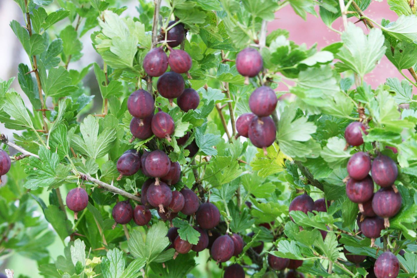 Karviainen Ribes uva-crispa Lepaan punainen 3l astia