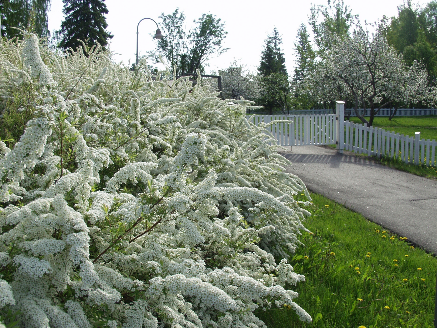 Norjanangervo Spiraea Grefsheim 30-50cm 3l astia