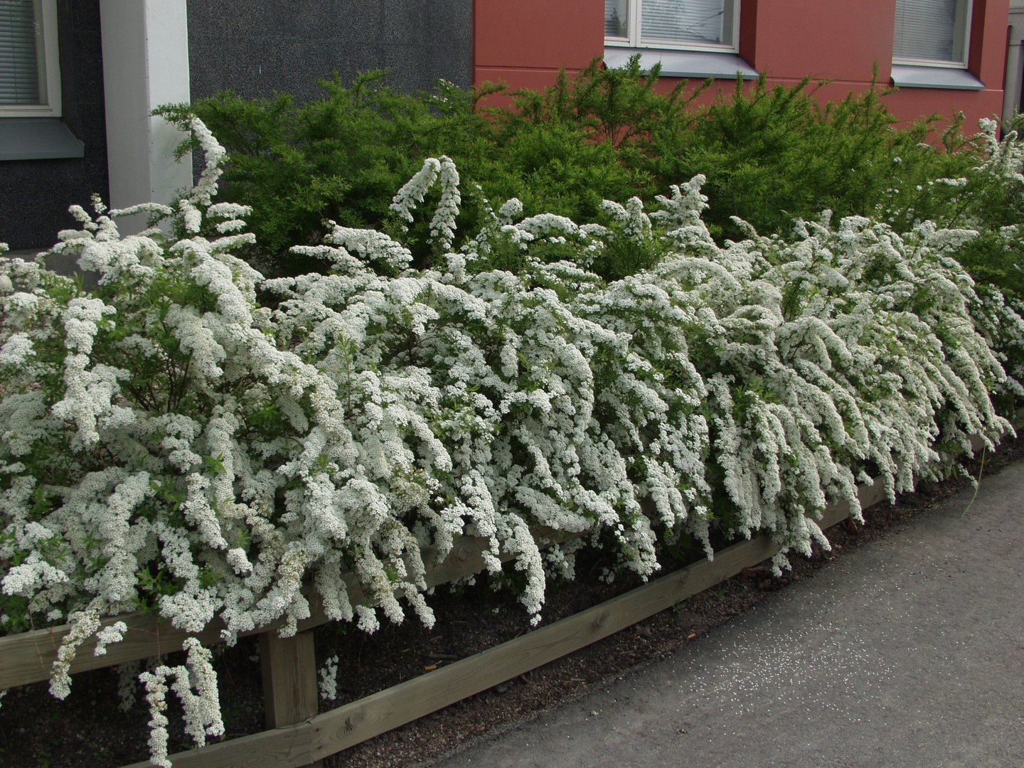Norjanangervo Spiraea Grefsheim 30-50cm 3l astia