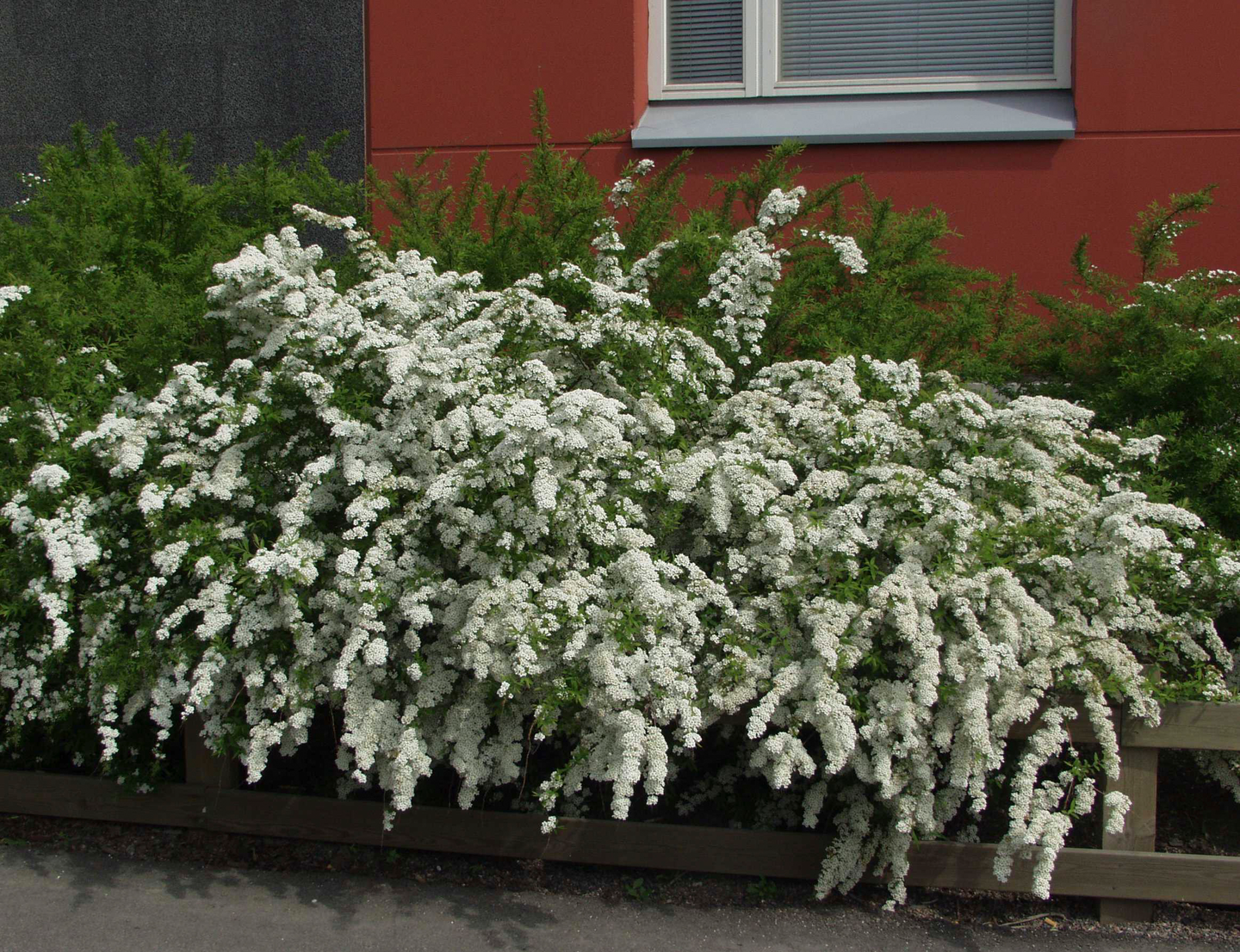 Norjanangervo Spiraea Grefsheim 30-50cm 3l astia