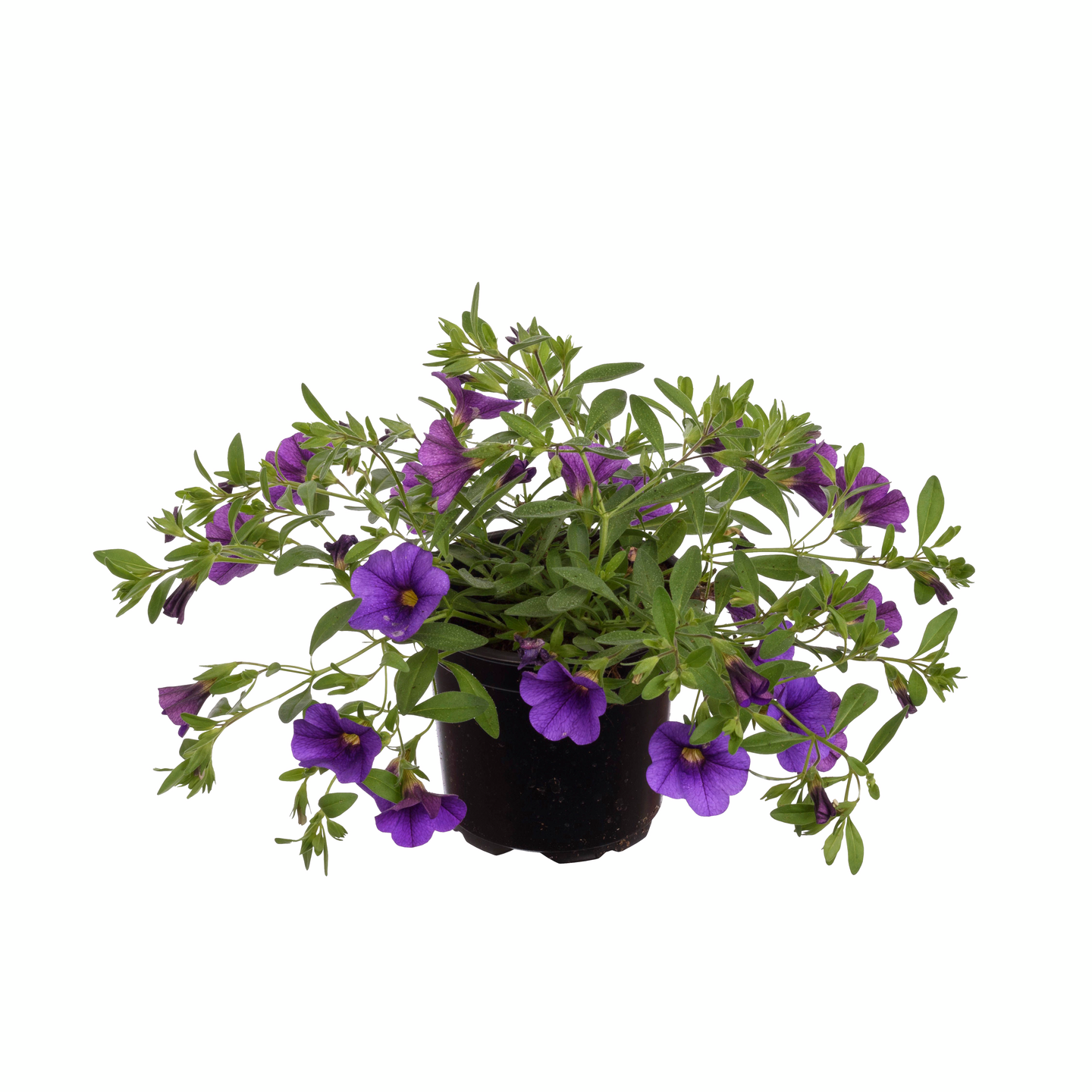 Miljoonakello 11cm ruukku