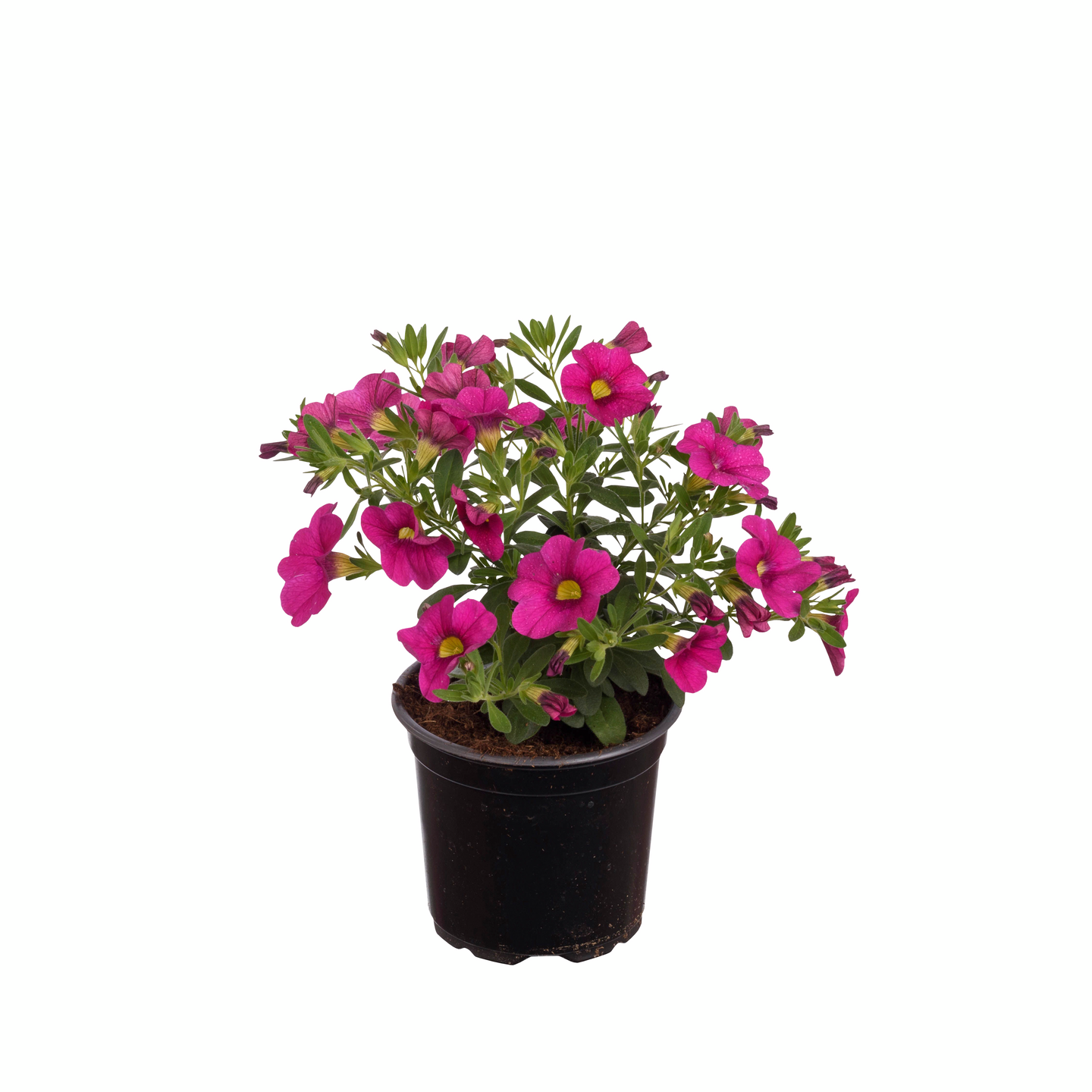 Miljoonakello 11cm ruukku